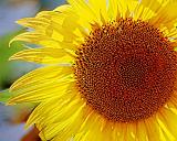 Backlit Sunflower_27827-8